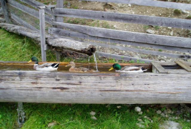 Reitlehenalm Altenmarkt im Pongau Exterior foto